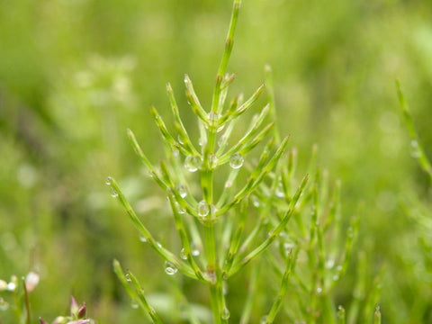 スギナ茶は危険!?副作用は?美味しいお茶の飲み方をご紹介