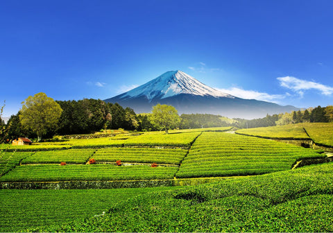 和紅茶とは?紅茶との違いは?美味しい味わい方法は?