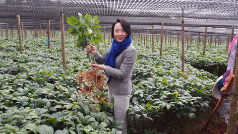 「三七人参」の歴史と研究