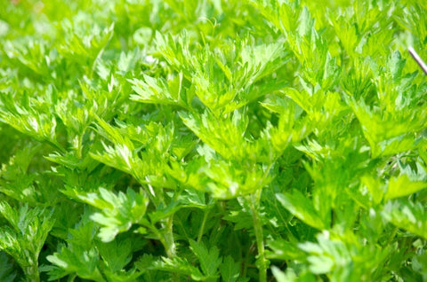 ヨモギってどんな野草なの?