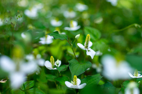 どくだみ茶は苦い?どんな人におすすめ?副作用も