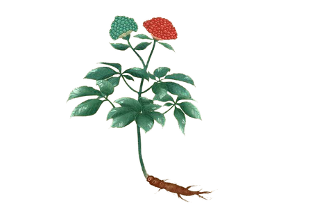 三七人参の成分や副作用は?