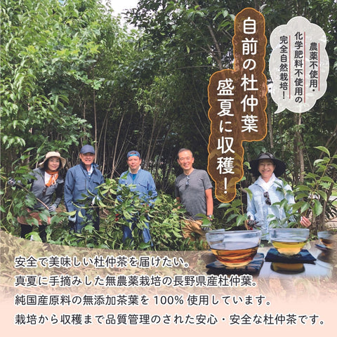 自社栽培杜仲茶