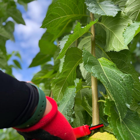 薬用植物について