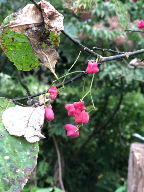 思わず見とれる黒姫高原の秋は、麗しく美しい！