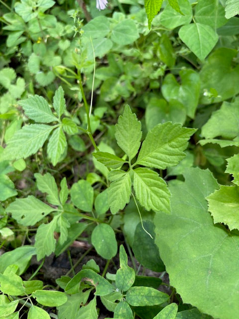 自然の甘さと力を秘めた野草―アマチャズルのひみつ―