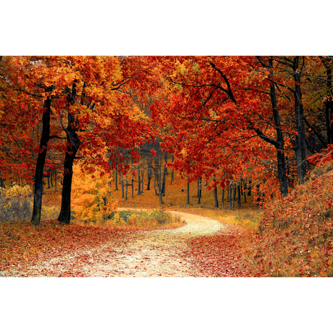 秋の合図『紅葉』