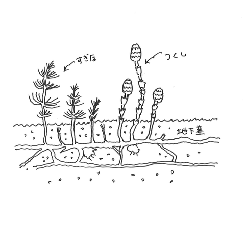 スギナのすごい効能