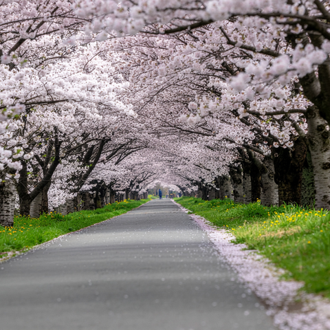 運動ゼロでも始められる！ウォーキングのもたらす効果