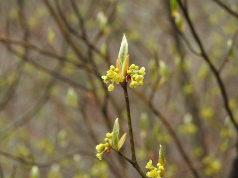 クロモジを使ったお茶特集