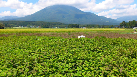 熟成あま茶