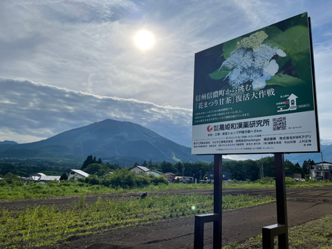 熟成あま茶